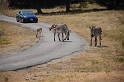 FossilRim_8-2015 (206)